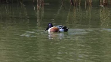Kuzeyli Kürekçi ördek kuşları gölde yüzüyor