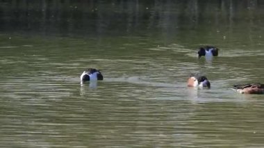 Kuzeyli Kürekçi ördek kuşları gölde yüzüyor
