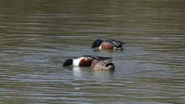 Kuzeyli Kürekçi ördek kuşları gölde yüzüyor