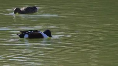 Kuzeyli Kürekçi ördek kuşları gölde yüzüyor
