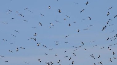 Bir leylek sürüsü göç için uçuyor.