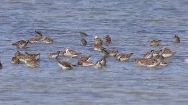 Ruff su kuşları gölde besleniyor.