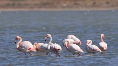 Flamingolar gölde besleniyor.