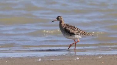 Ruff su kuşu gölde besleniyor..
