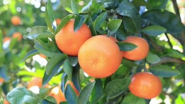 Mandarin ağacında mandalina meyvesi