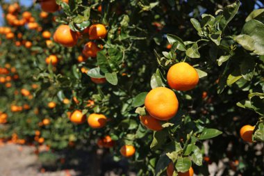 Mandarin ağacında mandalina meyvesi