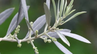 Zeytin dalında zeytin çiçekleri
