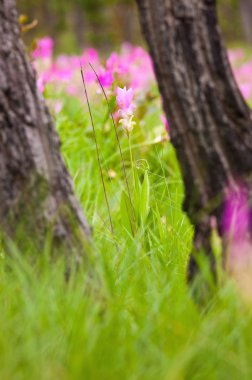 Siam Lale kadar kapatın