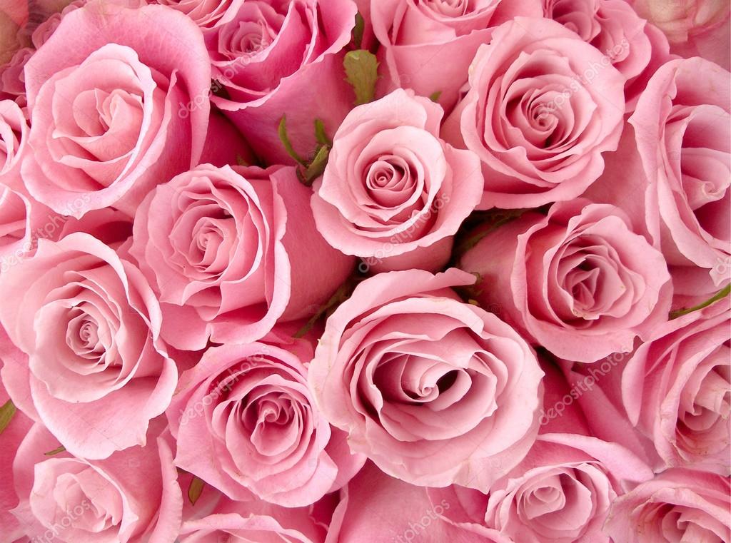     РОЗА РОЗОВАЯ  Depositphotos_117909154-stockafbeelding-roze-rozen-behang-versieren