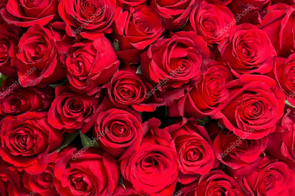 Red rose and whitebackground — Stock Photo © 117909562