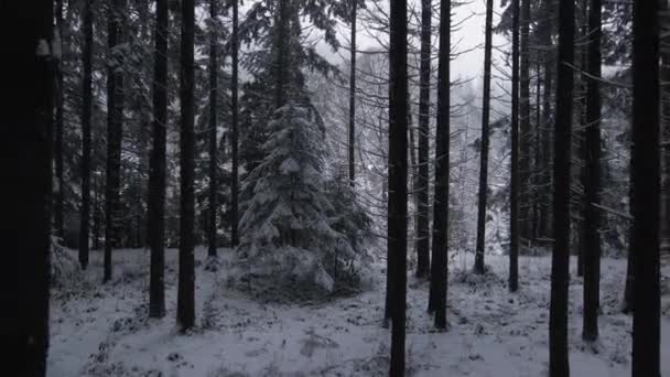 Drone cinématique volent vers l'arrière à l'intérieur de la forêt, l'humeur sombre du soir — Video