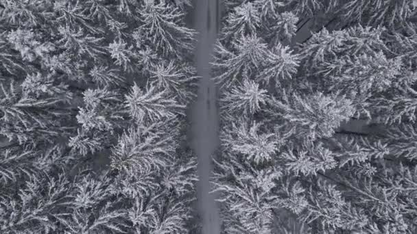 Vinterskog Snö Karpaterna, Top Down View on Pine Trees antenn 4K Drone Video — Stockvideo