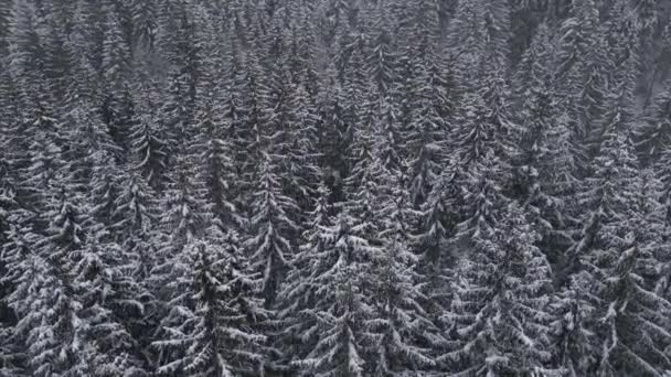 Winterwoud Sneeuw Karpaten, Dennenbomen Landschap Luchtfoto 4K Drone Video — Stockvideo