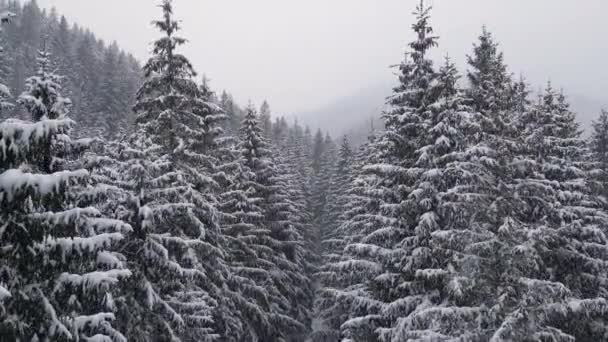 Winter Wald Schnee Karpaten, Kiefern Landschaft Antenne 4K Drohne Video