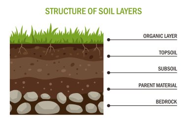 Katmanlı toprak yapısının eğitici bir çizimi. Topraktan daha derin katmanlara zemin kısımlarını gösteriyor. Ders kitapları, ekoloji materyalleri, okul projeleri, çevre bilimleri ve jeolojik açıklamalar için ideal.