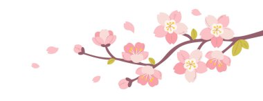 Düşen taç yapraklarıyla çiçek açan bir kiraz ağacının romantik bir geçmişi var. Bahar satışları, sosyal medya afişleri ve estetik duvar kağıdı için zarif vektör illüstrasyonu.