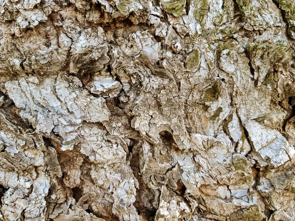 Trädets Barkstruktur Bakgrund Träd Bark Hud Barken Ett Träd Som — Stockfoto