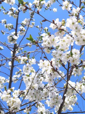Bahçedeki beyaz çiçek, bahar