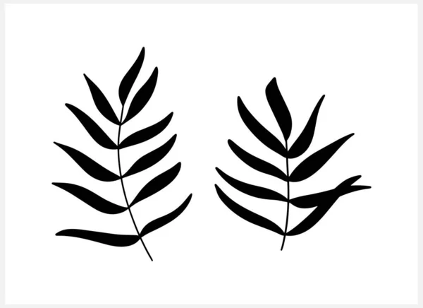 Doodle Φύλλα Της Παλάμης Φτέρη Εικόνα Απομονώνονται Λευκό Μισό Δέντρο — Διανυσματικό Αρχείο