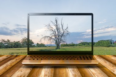 Laptop ve ağaç alanında