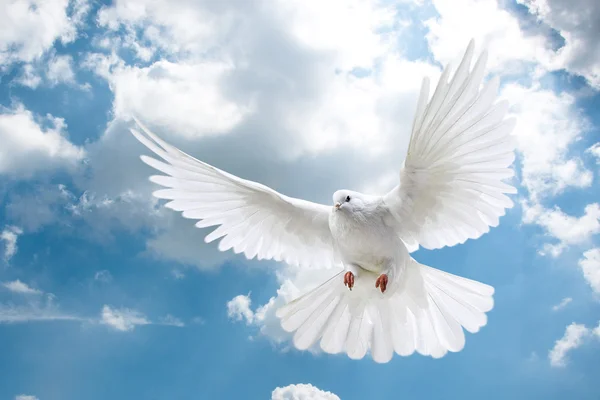 Gökyüzü üzerinde beyaz güvercinler