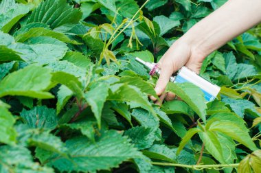 Elektronik sigara elinde tutan kız vape mod bush arka plan üzerinde