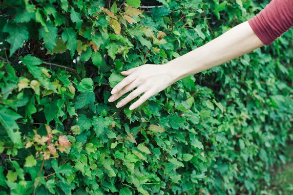 Girl in a dress gently touches the hand green bush leaves — Stock Photo, Image