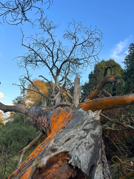Doğal ortamda yıpranmış ağaç gövdesi
