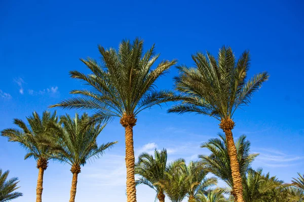 Tropik bir tatil köyünde Parlak Mavi Gökyüzüne Karşı Uzun Palmiye Ağaçları