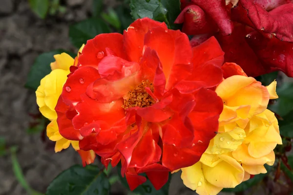 Gelbe und rote Rose — Stockfoto