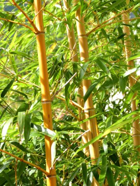 Bir bahçede bir bambu olduğunu