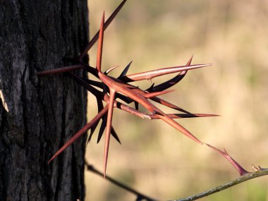 Akasya dikenli ağaç