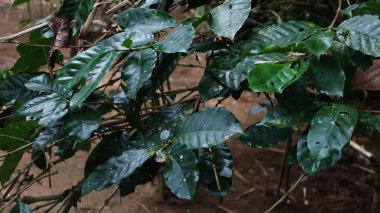 close up of a coffee bean plants in the coffee plantation