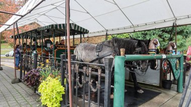 Stanley Park, Vancouver, British Columbia, Kanada - 2 Ekim 2025: At arabası turu başlıyor.