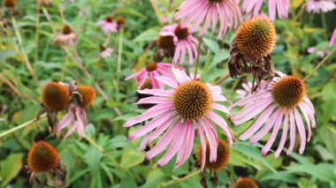 Yabani leylak ekinezyasını kapat ya da fondaki yaprakları kopyalanmış Coneflower bitkileri ara.