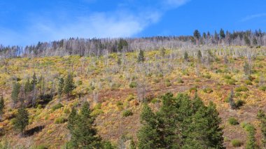 Vahşi ateşin harap ettiği orman yamaçları, gümüş-gri ağaç gövdeleri, sonbahar renklerinde yamaçtaki canlı mavi gökyüzünün arka planına karşı hayalet gözcüler gibi duruyor.