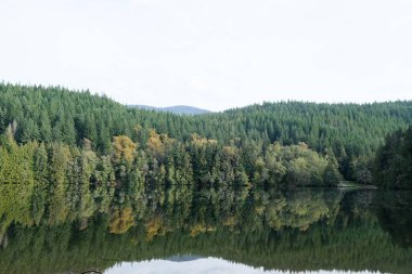 Sakin bir gölün ayna benzeri yüzeyinde, sık ve yeşil bir ormanın sakin yansıması, uzun kozalaklı ağaçlar, Whistler, British Columbia, Kanada 'dan alınan ince sarı yaprakları gösteriyor.