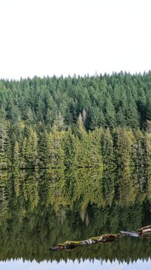 Sakin bir gölün ayna benzeri yüzeyinde, sık ve yeşil bir ormanın sakin yansıması, uzun kozalaklı ağaçlar, Whistler, British Columbia, Kanada 'dan alınan ince sarı yaprakları gösteriyor.