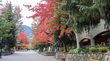 Whistler Village, British Columbia, Kanada - 11 Ekim 2025: Popüler kayak merkezinin sonbahar renklerini gösteren sarı ve kırmızı ağaçlarla inşa ve konaklama