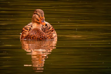Gölde bir yaban ördeğinin yakın çekimi.