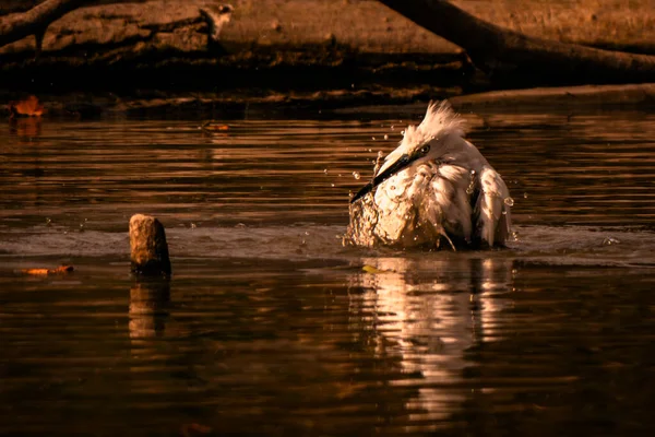 Tresigallo, Ferrara, Emilia Romagna, İtalya 'daki eski bina.