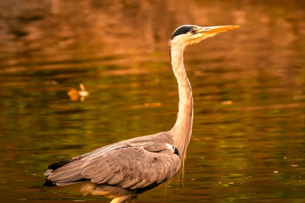 Parktaki güzel bir kuşun yakın çekimi.