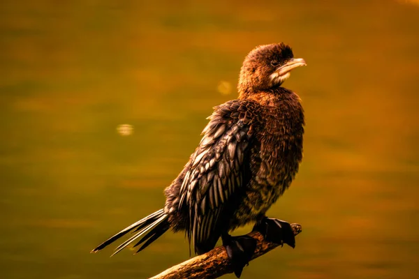 Gündüz vakti suda kahverengi bir pelikanın yakın çekimi.