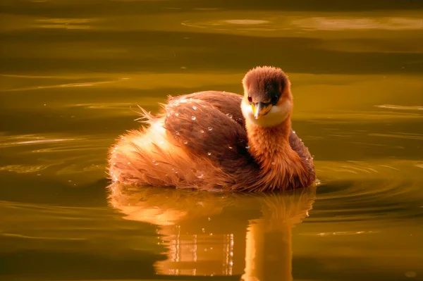 kırmızı ördek (pothat na rutta rustatus) suda