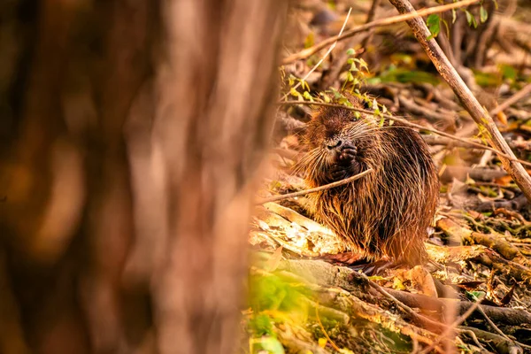 Ormandaki küçük bir sincap.