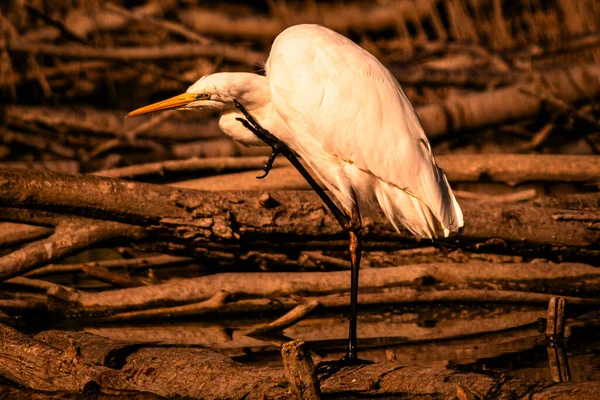 Büyük Akbalıkçıl ağaçta