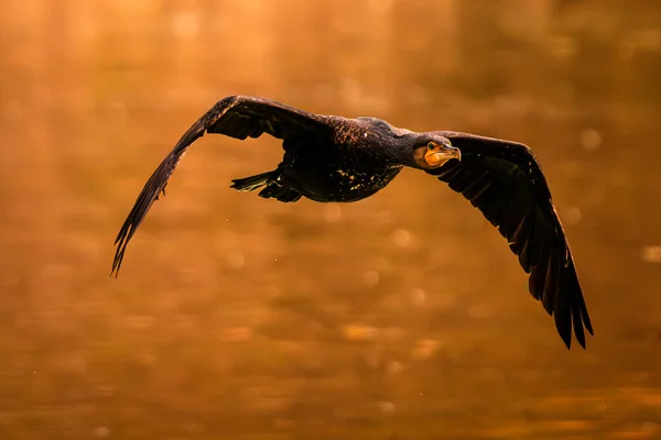 Suda uçan büyük gri balıkçıl (ardea cinerea), doğal yaşam ortamında vahşi yaşam, Romanya