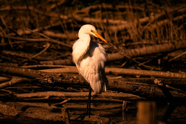 Göldeki büyük balıkçıl