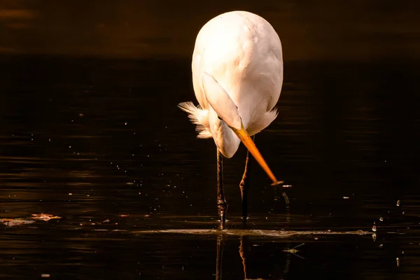 İspanya 'daki doğal habitatında beyaz balıkçıl