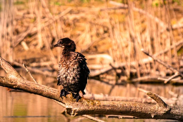 Kahverengi - vahşi doğada kuyruklu kartal